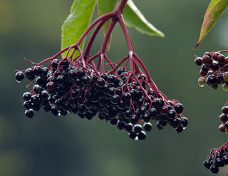 Can you take elderberry daily: bunch of elderberries
