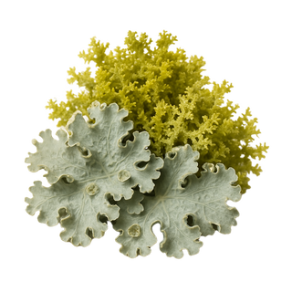 Two types of leafy greens, one green and one light gray, on a white background.